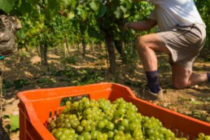 Dopo Confagricoltura (+15% nel volume delle uve, e qualit&agrave; ottima), ecco le previsioni sulla vendemmia 2015 di Coldiretti: +5% sul 2014 (44 milioni di ettolitri) la produzione di vino stimata. Ma al grosso della raccolta manca ancora tanto tempo ...