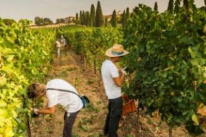&ldquo;Meno quantit&agrave; sul 2015, ma buona qualit&agrave;&rdquo;: cos&igrave; il Consorzio del Franciacorta, che oggi d&agrave; il via ufficiale alla vendemmia, dopo i primi grappoli tagliati ieri da Castello Bonomi (Paladin). Coldiretti: &ldquo;in Italia si stima un aumento del 5%&rdquo;