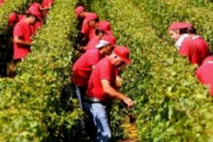 Nulla è perduto, ma parlare di grande annata, salvo rarissime eccezioni, è pressoché impossibile per vendemmia 2014 del Belpaese. A dirlo a WineNews gli enologi Riccardo Cotarella, Carlo Ferrini, Roberto Cipresso, Valentino Ciarla e Giuseppe Caviola