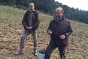 Frescobaldi raddoppia il suo progetto per Gorgona. Iniziati i lavori per piantare un nuovo ettaro di vigneto, curato dai detenuti dell’ultima isola carcere italiana, sotto la supervisione della storica griffe del vino toscano