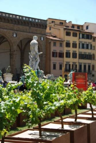 Il David in mezzo alle vigne