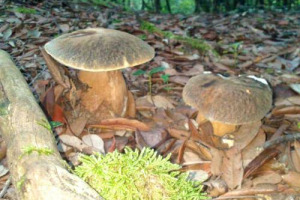 È iniziato l’autunno ed è tempo di funghi, ma anche tempo di truffe. Mancando una tracciabilità, Slow Food avverte come il 95% dei porcini “italiani” analizzati risulti essere straniero, creando un margine di guadagno tutto a danno del consumatore