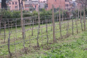 &ldquo;SOS&rdquo; PER IL VIGNETO DI TRINITA&rsquo; DEI MONTI A ROMA, CHE RISCHIA DI SCOMPARIRE PER LA MANCANZA DI ATTENZIONE DA PARTE DELLE ISTITUZIONI: E&rsquo; L&rsquo;APPELLO DELLE CITTA&rsquo; DEL VINO AL SINDACO DI ROMA ALEMANNO E ALL&rsquo;AMBASCIATORE FRANCESE DE LABOULAYE