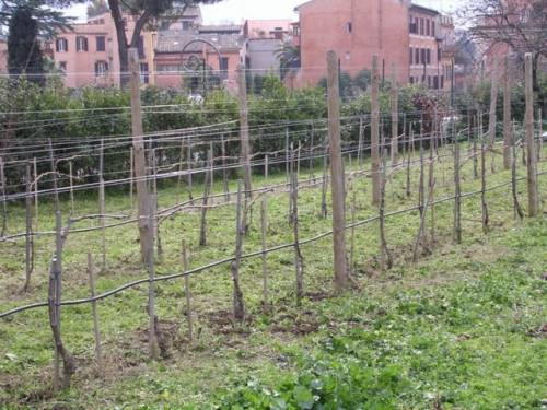 Ecco il vigneto ornamentale nei giardini della Scuola Francese del Sacro Cuore a Trinità dei Monti