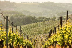 Auguri alla Doc Gavi (40 anni), che invita nel terroir i critici Daverio e Sgarbi, Mul&egrave;, direttore Panorama, Rampello, curatore Padiglione Zero Expo, Roure (Vin de Bourgogne), Gaddo della Gherardesca ... a riflettere su &ldquo;La Buona Italia&rdquo; (30 agosto)