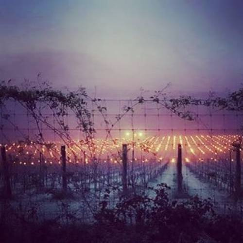 Anche le vigne del Regno Unito colpite dalle gelate che hanno già danneggiato pesantemente i vigneti in diverse regioni di Francia e Italia