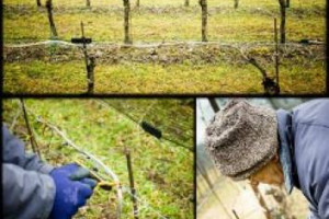 ALLA LONDON INTERNATIONAL WINE FAIR (22-24 MAGGIO, LONDRA), TORNANO GLI &ldquo;OSCAR&rdquo; DEL VINO ON LINE. ECCO I &ldquo;BORN DIGITAL WINE AWARDS&rdquo;, DEDICATI AI CONTENUTI INEDITI SUL WEB. CON DUE ITALIANI IN LIZZA PER LA SEZIONE VIDEO E REPORTAGE FOTOGRAFICO