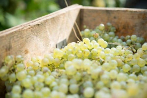 Cavalcare un&rsquo;onda fa gola a molti, soprattutto se c&rsquo;&egrave; di mezzo un mercato di successo come quello del Prosecco. Succede in Australia, dove i produttori non distinguono fra Glera e Prosecco e difendono la loro produzione davanti ai negoziati con l&rsquo;Ue