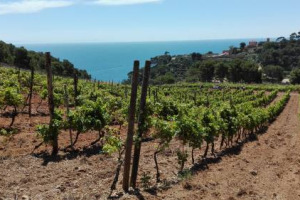 Mentre si vendemmia a Gorgona, anche &ldquo;a Pianosa vogliamo destinare 30 ettari alle viti. Il Ministero della Giustizia ha all&rsquo;esame un progetto per l&rsquo;economia agricola delle carceri&rdquo;: cos&igrave; il provveditore penitenziario della Toscana, Giuseppe Martone