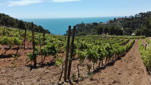Il vigneto di Gorgona, nelle isole di Toscana, gestito da Frescobaldi