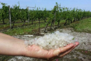 Non c&rsquo;&egrave; pace per Bordeaux: dopo le tempeste del 2013, la grandine nei giorni scorsi ha danneggiato seriamente oltre 1.000 ettari, e decimato 300 nel Medoc. A dirlo un report di &ldquo;francebleu.fr&rdquo;. Molti produttori senza assicurazione contro il maltempo