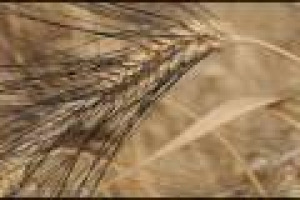 È #guerradelgrano. Le importazioni di grano dall’estero affossano le quotazioni del grano italiano: ce ne vogliono 5 chili di per comprare un caffè, e 1 pacco su 3 di pasta contiene grano importato. E Coldiretti torna a chiedere l’etichetta d’origine