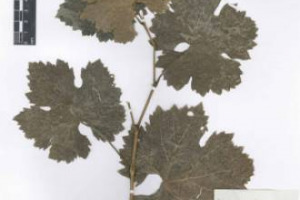 Nei millenni, la storia della vite da vino ha conosciuto mille mutamenti. In Spagna, un gruppo di ricercatori studier&agrave; le 186 variet&agrave; conservate dall&rsquo;erbario pi&ugrave; antico del mondo per scoprire quali siano arrivate fino a noi