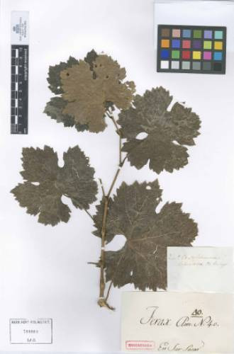 L’Herbarium di Madrid
