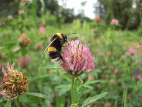 Insetti impollinatori tutelati nel Chianti Colli Fiorentini