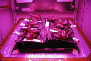 Se chiedete ad un astronauta cosa gli manchi di più sullo spazio, la risposta più probabile sarà “il cibo”. Che adesso, però, si coltiveranno in orbita: a bordo della Stazione Spaziale Internazionale le prime piantine di insalata in microgravità