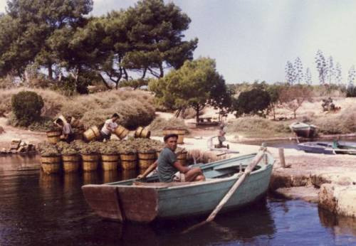 Isola Mozia, dove nasce il vino di Joseph “Pip” Whitaker