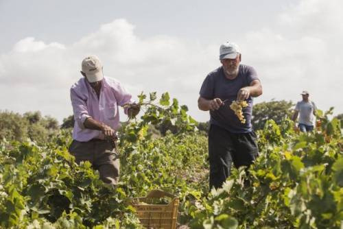 La vendemmia su Isola Mozia