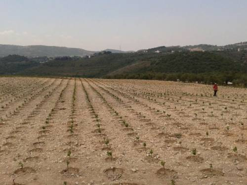 I futuri vigneti di Ixsir