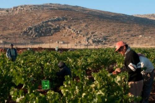 La vendemmia all’azienda Ixsir