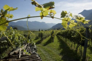 IL PARLAMENTO UE ACCOGLIE LE RICHIESTE DEI PAESI CONTRARI ALLA LIBERALIZZAZIONE DEGLI IMPIANTI DEI VIGNETI DAL 2015. IL MINISTRO DELL&rsquo;AGRICOLTURA, SAVERIO ROMANO: &ldquo;LA QUESTIONE NON &Egrave; CHIUSA, MA IL SEGNALE &Egrave; IMPORTANTE PER LA NOSTRA VITICOLTURA&rdquo;