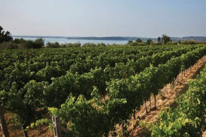 Lugana, denominazione in netta crescita sui mercati, e sempre pi&ugrave; attrattore di investimenti da altri territori, Valpolicella in primis. E ora, da rumors WineNews, in arrivo sul territorio anche uno dei nomi top dell&rsquo;Amarone (e non solo) Allegrini