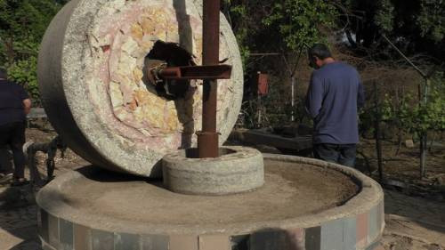 Olio insieme al vino simboli identitari del territorio