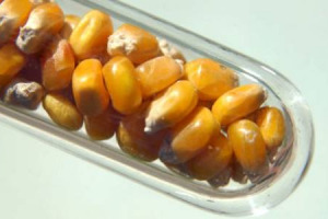 La proposta legislativa della Commissione Ue dà maggiore potere agli Stati membri sull’importazione di prodotti Ogm, autorizzati da Bruxelles per l’uso in Europa. Il presidente di Confagricoltura Mario Guidi: “coerente con la scelta di coltivarli”