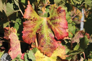 Il virus &ldquo;Red Blotch Disease&rdquo;, cio&egrave; la &ldquo;malattia delle macchie rosse&rdquo; prospera nei vigneti della California. I ricercatori di Davis hanno scoperto l&rsquo;insetto vettore, la cicalina tricornuta dell&rsquo;erba medica. E in Italia? Per ora nessun pericolo