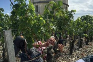 Dopo Chateau d&rsquo;Yquem e Louis Roederer, i &ldquo;Preparatori d&rsquo;Uva&rdquo; Simonit&Sirch chiamati dal mostro sacro di Bordeaux Ch&acirc;teau Latour e dalla Maison di Champagne Mo&euml;t&Chandon: know how italiano per salvare vita e longevit&agrave; dei vigneti pi&ugrave; preziosi al mondo