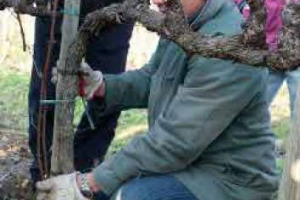 L&rsquo;IMPORTANZA DEL &ldquo;GIUSTO TAGLIO&rdquo;: LA POTATURA PER LA VITA DI UNA CANTINA &Egrave; MOMENTO FONDAMENTALE QUANTO LA VENDEMMIA. &ldquo;UN TEMA SUL QUALE SI STA RECUPERANDO SENSIBILIT&Agrave;. PER VITI PI&Ugrave; SANE E LONGEVE&rdquo;. COS&Igrave; A WINENEWS IL &ldquo;PREPARATORE D&rsquo;UVA&rdquo; MARCO SIMONIT
