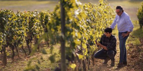 Mario Piccini e Michelangelo Piccini tra le vigne di tenuta Torre Mora