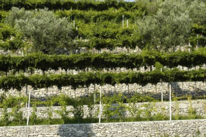 Vigneto etico in Valpolicella: ecco l’obiettivo del protocollo di certificazione “Riduci Risparmia Rispetta” del Consorzio Vini Valpolicella, Crea e Comuni (un modello esportabile). Tomasi (Crea): “il futuro nei comportamenti etici e sociali”