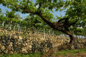 Amarone della Valpolicella, in ottobre l&rsquo;International Terraced Landscapes accender&agrave; i riflettori sui 222 chilometri di muretti a secco (marogne) dei vigneti terrazzati dell&rsquo;area di produzione ponendo le basi per la loro valorizzazione