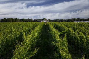 I passaggi di mano di cantine e aziende vinicole sono, ormai, all&rsquo;ordine del giorno, e in ogni angolo del mondo: la messicana Rivero-Gonz&aacute;lez compra Martha Clara, a New York