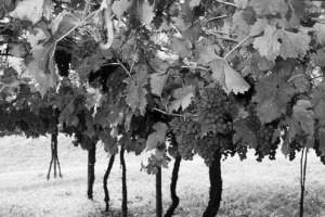 IL COMUNE DI ISERA, IN TRENTINO, ASSEGNA L&#8217;OSCAR ALLA VIGNA PIÙ BELLA DI MARZEMINO E SCENDE IN CAMPO NELLA DIFESA DEI VITIGNI AUTOCTONI