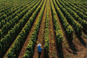 L’ADDIO AD UN GRANDE VIGNAIOLO … GIANNI MASCIARELLI NEL RICORDO DI WINENEWS: UN UOMO SCHIETTO, DIRETTO E GENEROSO, MA SOPRATTUTTO UN CARO AMICO CHE CI MANCHERÀ MOLTISSIMO