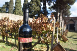 Nell&rsquo;Italia &ldquo;museo a cielo aperto&rdquo;, torna la vendemmia del Parco Archeologico di Pompei, dove l&rsquo;azienda vitivinicola Mastroberardino cura una vigna dal 1994, da cui produce &ldquo;Villa dei Misteri&rdquo;, unione fra botanica, vino ed archeologia