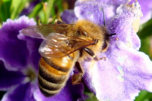 Miele italiano ai minimi storici nel 2017: prodotto meno di un 1/3 della media nazionale. Raccolti quasi a zero in alcuni territori (-80%). Salve solo le varietà di montagna. Unaapi a WineNews: dalle api la certezza di una drammatica crisi ambientale