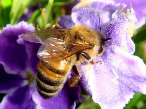 Dalle api la certezza di una drammatica crisi ambientale