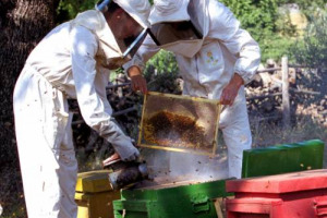 “Settimana del Miele” (Montalcino, 8-10 settembre) - Conoscere l’universo delle api, scoprire cosa c’è dietro al vasetto, apprendere i segreti del mestiere di apicoltore, tra degustazioni, minicorsi, “alveari aperti” e apiterapia