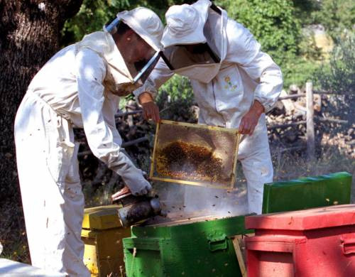 I segreti del mestiere di apicoltore