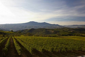 Percorso in salita con quadro normativo (quasi) chiaro: Brunello di Montalcino si confronta sulla sua identit&agrave; di (bio)distretto rurale, guardando in faccia al suo potenziale, ma anche a tutto ci&ograve; che manca: partecipazione, confronto, azioni concrete
