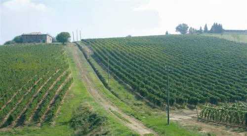 I vigneti Pizzarotti/Ferrari