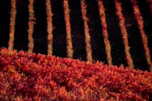 Il progetto &ldquo;Grape Assistance&rdquo; del Consorzio Vini di Montefalco, che ha portato ad una riduzione del 40% dei fitofarmaci in vigna, modello per l&rsquo;Umbria: obiettivo il -75% di fitofarmaci nella Regione, con un risparmio di 60 milioni di euro