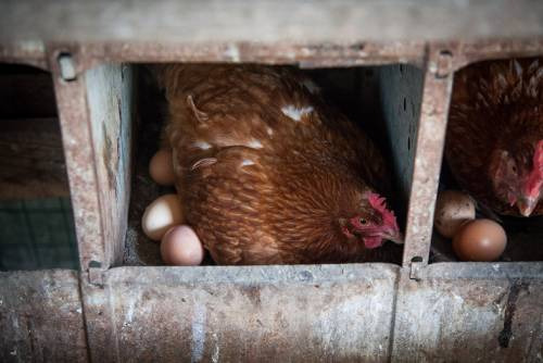 Le galline di Cortilia, mercato agricolo online, nella foto di Virginia Bettoja