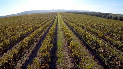 un vigneto pugliese a Nero di Troia