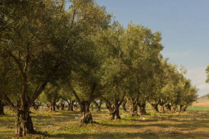 L’olio italiano è già stato messo a dura prova nel difficile 2017 e ora il Consorzio Nazionale degli Olivicoltori lancia un altro allarme: “dalla Tunisia arrivano tonnellate di olio d’oliva sul mercato, proprio nel bel mezzo di raccolta e produzione”