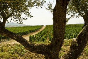 Sicilia en Primeur 2017 - Sicilia &ldquo;continente&rdquo; enoico per eccellenza che vive nell&rsquo;unit&agrave; delle sue differenze e in cui i contrasti sono sempre pronti a generare una eccellenza distintiva. E il vino &egrave;, senza dubbio, una tra quelle
