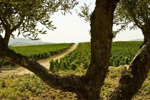 Vigneti e ulivi in Sicilia terra di biodiversità e di diversità e contrasti che unendosi generano nuove eccellenze
